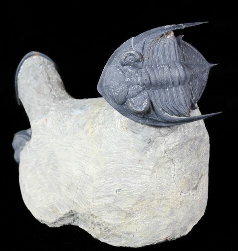 Zlichovaspis, Sculptoproetus?, Reedops Trilobite Association #46602